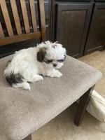 Girl 2, a female Shih Tzu for sale in Mitchell, IN – Photo 6 of 9