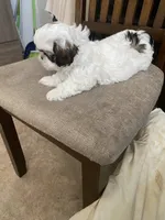 Girl 2, a female Shih Tzu for sale in Mitchell, IN – Photo 7 of 9