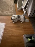 Girl 2, a female Shih Tzu for sale in Mitchell, IN – Photo 9 of 9