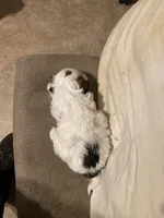 Girl 2, a female Shih Tzu for sale in Mitchell, IN – Photo 2 of 9