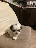 Girl 2, a female Shih Tzu for sale in Mitchell, IN – Photo 3 of 9