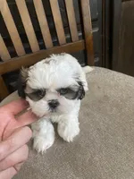 Girl 2, a female Shih Tzu for sale in Mitchell, IN – Photo 5 of 9