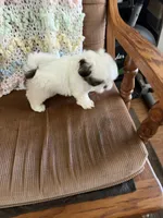 Orange one, a male Shih Tzu for sale in Mitchell, IN – 4 of 5
