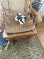 Little boy, yellow, a male Shih Tzu for sale in Mitchell, IN – Photo 4 of 4