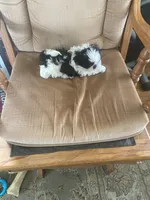 Little boy, yellow, a male Shih Tzu for sale in Mitchell, IN – Photo 3 of 4