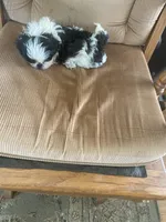 Little boy, yellow, a male Shih Tzu for sale in Mitchell, IN – Photo 2 of 4