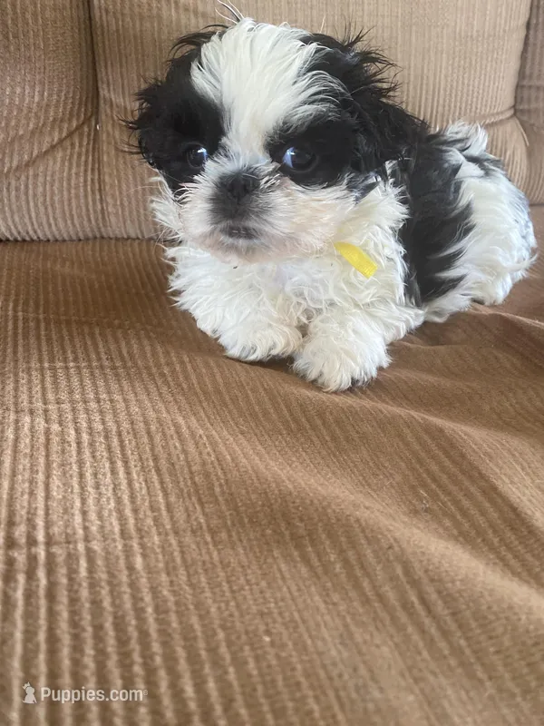 Little boy, yellow – Shih Tzu puppy for sale in Mitchell, IN