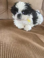 Little boy, yellow, a male Shih Tzu for sale in Mitchell, IN – Photo 1 of 4