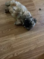 Light brown one, a male Shih Tzu for sale in Mitchell, IN – 3 of 7