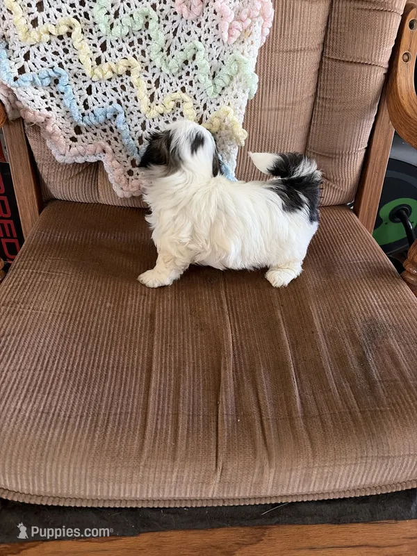 Little girl – Shih Tzu puppy for sale in Mitchell, IN