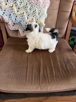 Little girl, a female Shih Tzu for sale in Mitchell, IN – 1 of 6