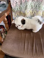 Orange one, a male Shih Tzu for sale in Mitchell, IN – 3 of 5