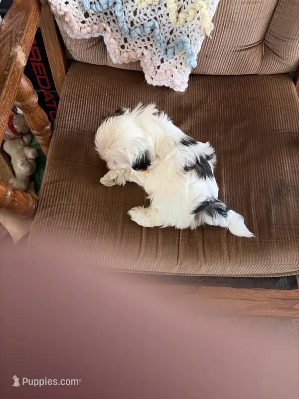 Yellow one – Shih Tzu puppy for sale in Mitchell, IN