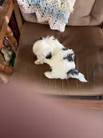 Yellow one, a male Shih Tzu for sale in Mitchell, IN – 1 of 6