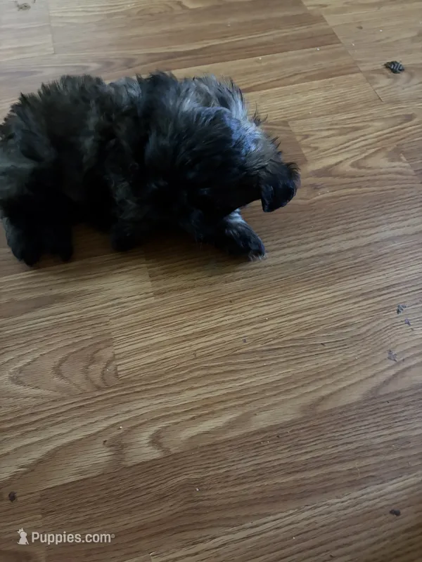 Dark little boy – Shih Tzu puppy for sale in Mitchell, IN