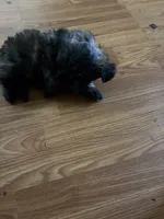 Dark little boy, a male Shih Tzu for sale in Mitchell, IN – 1 of 7