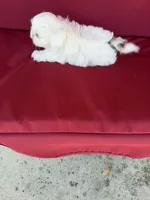 White one, a male Shih Tzu for sale in Mitchell, IN – 4 of 4
