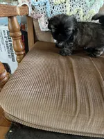 Brown girl, a female Shih Tzu for sale in Mitchell, IN – 6 of 6