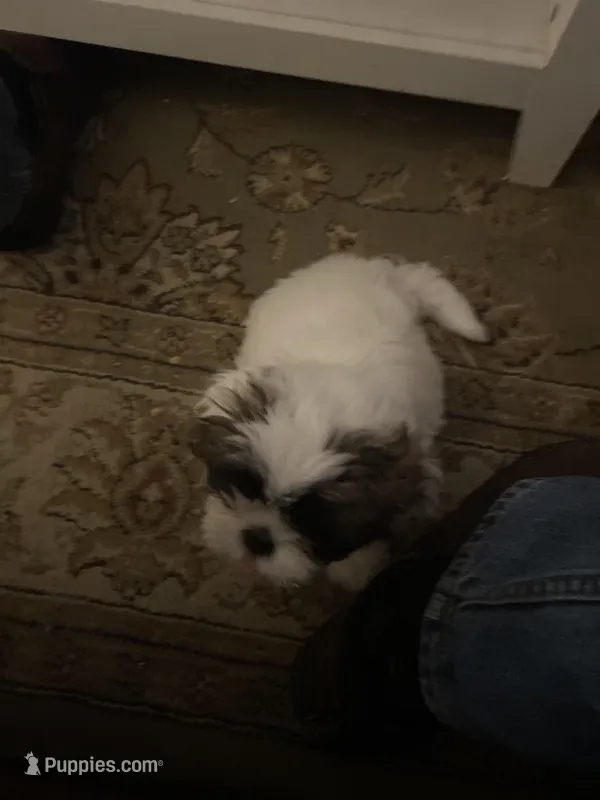 White tan markings and face, a female Shih Tzu for sale in Mitchell, IN – Photo 1 of 5