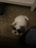 White tan markings and face, a female Shih Tzu for sale in Mitchell, IN – Photo 1 of 5