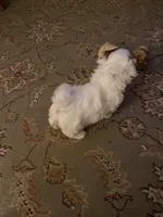 White tan markings and face, a female Shih Tzu for sale in Mitchell, IN – Photo 5 of 5