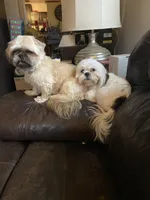 White tan markings and face, a female Shih Tzu for sale in Mitchell, IN – Photo 4 of 5