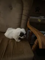 White tan markings and face, a female Shih Tzu for sale in Mitchell, IN – Photo 3 of 5