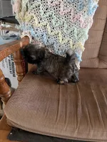 Brown girl, a female Shih Tzu for sale in Mitchell, IN – 2 of 6