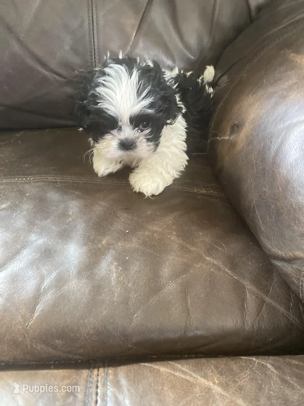 Blue little boy – Shih Tzu puppy for sale in Mitchell, IN