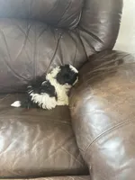 Blue little boy, a male Shih Tzu for sale in Mitchell, IN – Photo 5 of 5