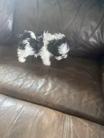 Blue little boy, a male Shih Tzu for sale in Mitchell, IN – Photo 3 of 5