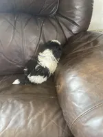 Blue little boy, a male Shih Tzu for sale in Mitchell, IN – Photo 4 of 5