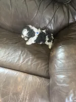 Blue little boy, a male Shih Tzu for sale in Mitchell, IN – Photo 2 of 5