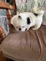 Black one, a male Shih Tzu for sale in Mitchell, IN – 5 of 5