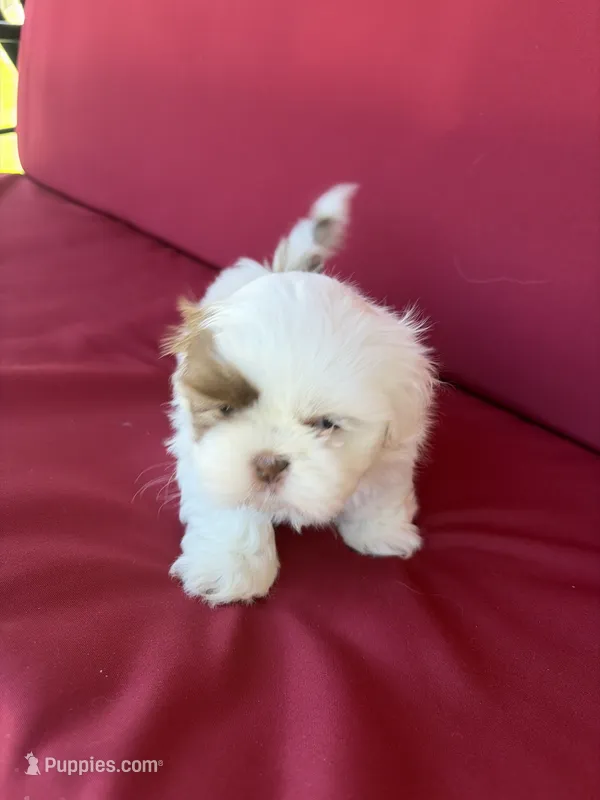 White one, a male Shih Tzu for sale in Mitchell, IN – 1 of 4