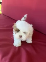 White one, a male Shih Tzu for sale in Mitchell, IN – 1 of 4