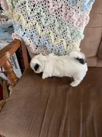 Red one, a male Shih Tzu for sale in Mitchell, IN – 2 of 6