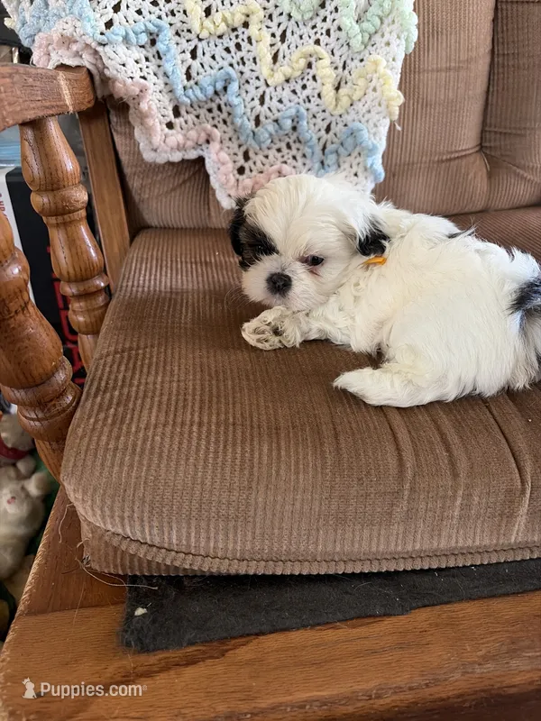 Yellow one – Shih Tzu puppy for sale in Mitchell, IN