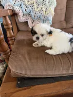 Yellow one, a male Shih Tzu for sale in Mitchell, IN – 2 of 6
