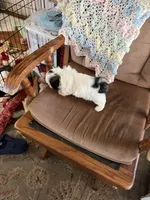 Little girl, a female Shih Tzu for sale in Mitchell, IN – 6 of 6