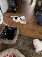 Teddy, a male Shih Tzu for sale in Mitchell, IN – 6 of 10