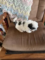 Yellow one, a male Shih Tzu for sale in Mitchell, IN – 3 of 6