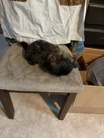 Dark little boy, a male Shih Tzu for sale in Mitchell, IN – 5 of 7