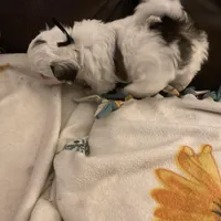 Boy puppy black, a male Shih Tzu for sale in Mitchell, IN – Photo 5 of 6