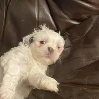 Boy puppy black, a male Shih Tzu for sale in Mitchell, IN – Photo 1 of 6