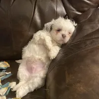 Boy puppy black, a male Shih Tzu for sale in Mitchell, IN – Photo 2 of 6