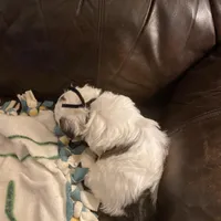 Boy puppy black, a male Shih Tzu for sale in Mitchell, IN – Photo 3 of 6