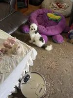 Teddy, a male Shih Tzu for sale in Mitchell, IN – 1 of 10