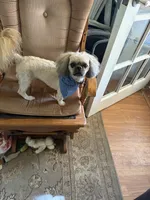 Light brown one, a male Shih Tzu for sale in Mitchell, IN – 9 of 9