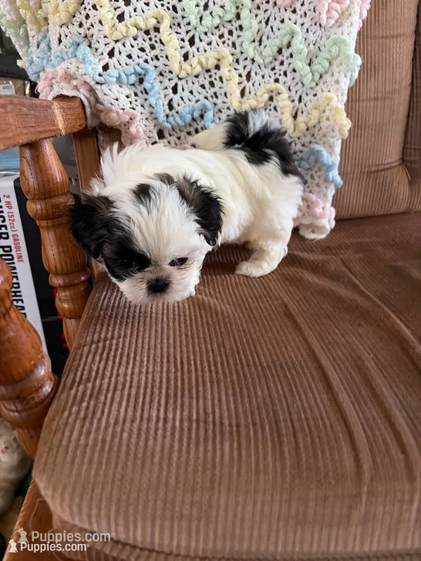 Little girl – Shih Tzu puppy for sale in Mitchell, IN
